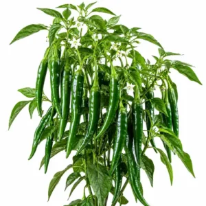 Chilli