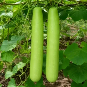 Bottle Gourd