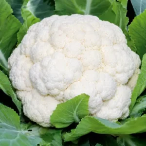 Cauliflower