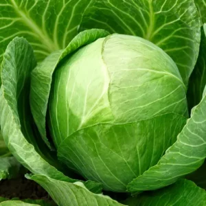 Cabbage