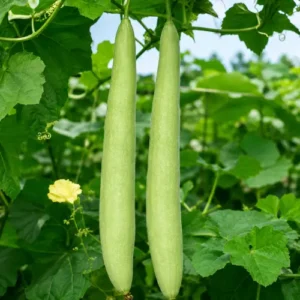 Himanshi