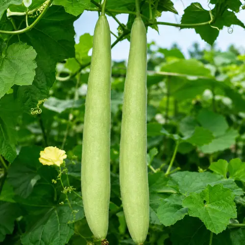 Himanshi