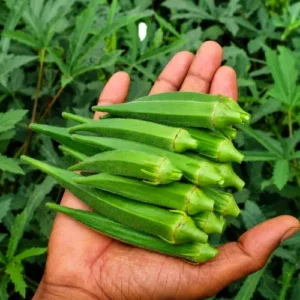Okra
