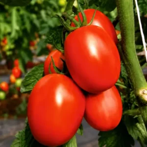 Tomato