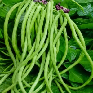 Cow pea
