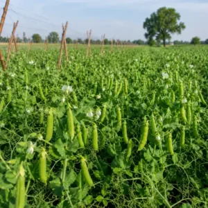Pea (Imported)